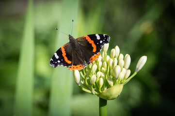 Red Admiral butterfly on unopened flower buds