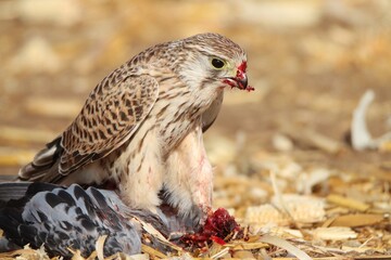 Falcon with his prey 