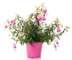 fuchsia plant in vase