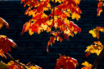 backlit autumn leaves against black background