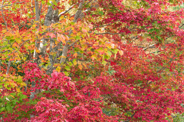 red, yellow, and green leaves