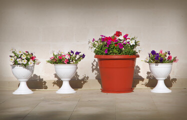 Fototapeta na wymiar Vases with flowers standing near the wall.