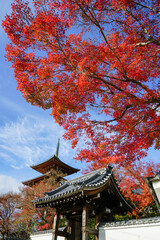 Fototapeta premium 上高野三明院の紅葉