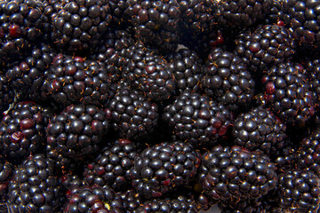 Berry background with black blueberries.