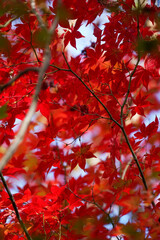 日本楓の紅葉