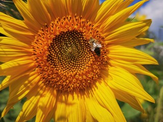 a honey bee collecting pollen on a sunflower