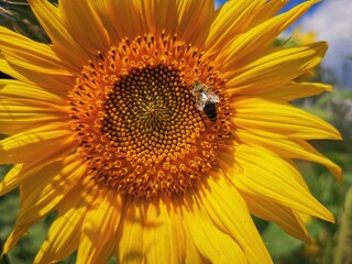 Obraz premium a honey bee collecting pollen on a sunflower
