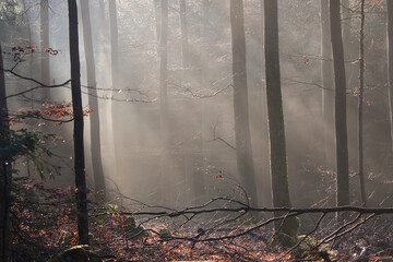 Light shining into the fog in the trees in the Palatinate forest of Germany on a fall afternoon.