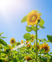 Sunflower in the abundance field with blue bright sky background