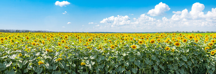 Panorama of a field with sunflowers on a blue sky background