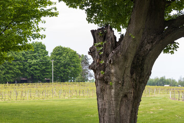 Tall tree with rows of grapevines in a vineyard
