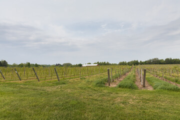 Fototapeta na wymiar Rows of grapevines in a vineyard 