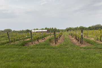 Obraz premium Rows of grapevines in a vineyard