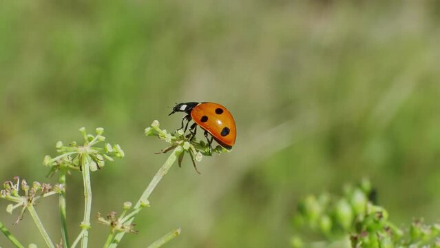 Ladybug takes off from the corolla of the plant. Macro shoot, slow motion.