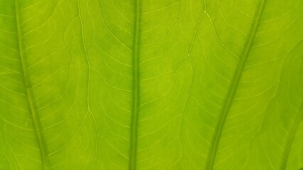 Very fresh taro leaf background.