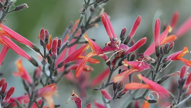Red flowering polydeterminate dichasiate thyrse inflorescences of Justicia Californica, Acanthaceae, native perennial monoclinous deciduous shrub in the northwest Sonoran Desert, Springtime.