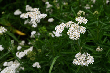 セウヨウノコギリソウ