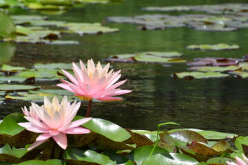 ピンク色の睡蓮の花