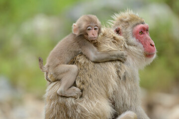 春に産まれた赤ちゃん猿がお母さんの背中にしがみつく