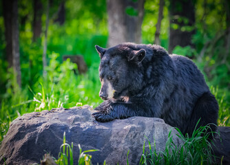 Obraz na płótnie Canvas Large black bear cleans paws while resting on rock.tif