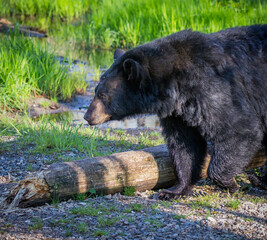 Large black bear in profile facing left