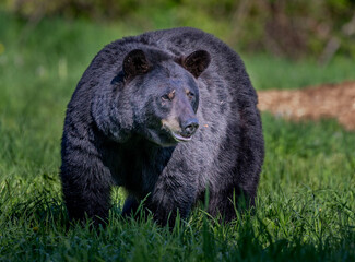 Large black bear stands at alert looking at something to his left