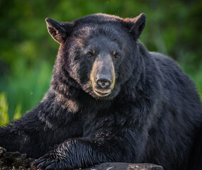 Medium close up of a Huge black bear stares right at camera.CR2