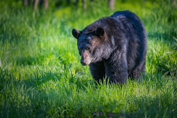 Obraz na płótnie Canvas Medium close up of black bear walking through field of fresh spring grass