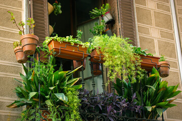 Fototapeta na wymiar A balcony window with a huge number of mix potted green plants. Fresh flowers decorate exterior of apartment building, facade of apartment house in summer. Home garden. Planting plant-pots on terrace.