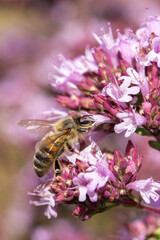 Honey Bee (Apis mellifera) on Oregano (Origanum laevigatum 'Herrenhausen')