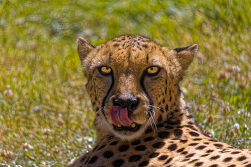 Cheetah Head Shot