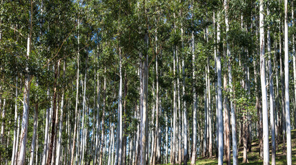 Close Up of Eucalyptus Forest.
