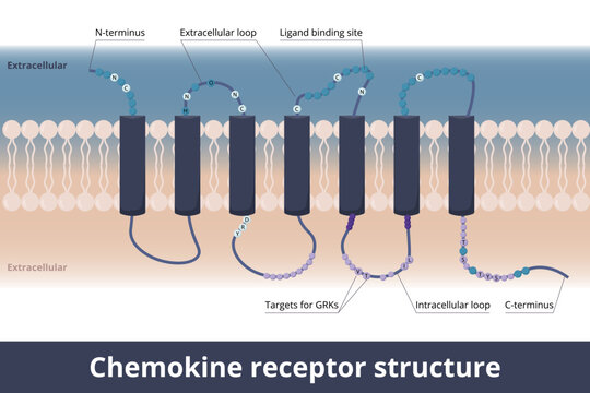 Chemokine receptor structure.	Cytokine receptors found on the cell surface, interact with a chemokine: 7 transmembrane structure and couple to G-protein for signal transduction