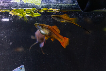 Swordtail Fish, Aquarium Fish Tank