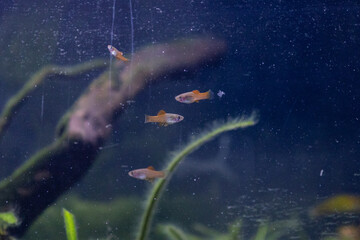 Fototapeta premium Baby Neon Swordtail Fish, Baby Fish in Live Planted Aquarium