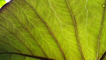 Textured taro leaf background.