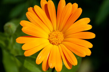 Flower of Calendula officinalis close-up.