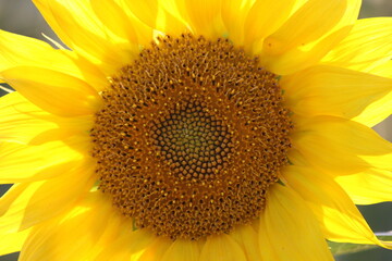 Fototapeta premium Sunflower flower close up.