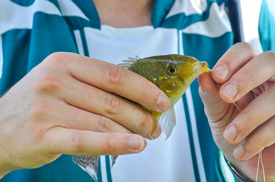 "Close-up of a man holding a freshly caught Lambari (Astyanax) fish during fishing, commonly found in South America