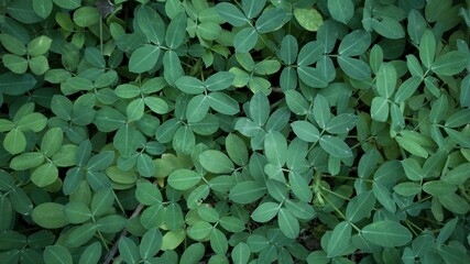 Arachis repens is a species in the family Fabaceae native to Brazil. This plant is often used as forage and ornamental plants.