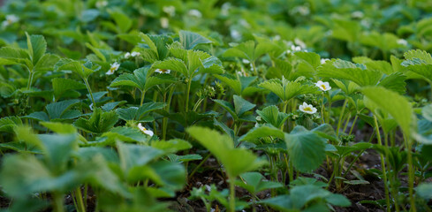 Strawberry bush with green leaves and white flowers in vegetable garden, fruit growing