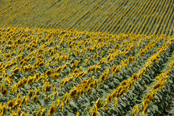 Bright yellow sunflowers growing in a field in a farming area near Chinon in the Loire Valley, France.