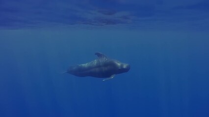 Asian Long finned pilot whale underwater. Beautiful Pilot Whales Family Swimming in ocean. Short-finned pilot whales living in tropical and subtropical waters. Very social animals and may travel group