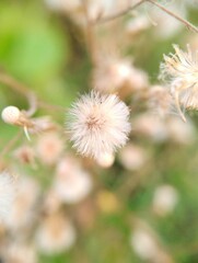 Macro shot. Close up of Erigeron with nature background