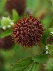 Macro shot. Close up of Xanthium with nature background