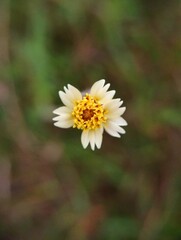 Macro shot. Close up of Asteraceae with nature background