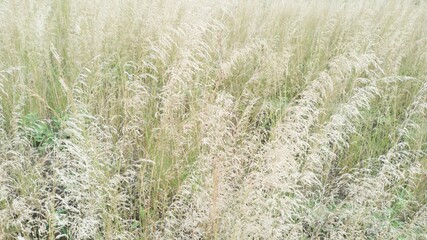 Apera spica-venti, an ordinary wind grass that bends like silk or common, is an annual plant
