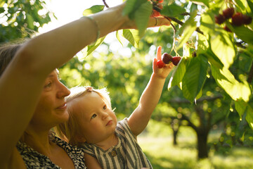Mother helps cute child learn the world. Mom and daughter are harvesting cherries in the garden. A little girl reaches for cherries on a tree