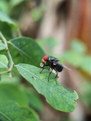 Macro shot. Close up of green fly on nature background