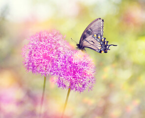 Butterfly feeds on Flower